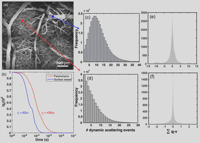 **Calculation of autocorrelation function:** Vascular and parenchymal dynamic scattering events and autocorrelation functions simulated using DLS-MC ([Davis, 2015](/publication/davis-2015/)).