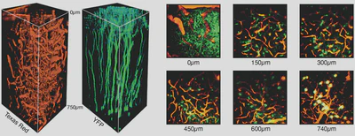 **Two-photon microscopy of cortical vessels and neurons:** Image stacks ($400\times400\times750$ µm$^3$) of microvasculature labeled with Texas Red and neurons expressing yellow fluorescent protein. Cross-sectional maximum intensity projections at various depths ([Perillo, 2016](/publication/perillo-2016/)).