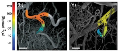 **3D Mapping of Oxygen Tension:** Two-photon phosphorescence lifetime imaging is used to characterize the oxygen tension in individual cortical vessels. As arterioles descend deeper into the brain, the oxygen tension rapidly decreases. ([Kazmi, 2013](/publication/kazmi-2013-2/)).