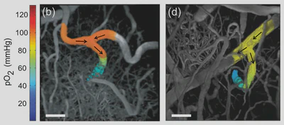 **3D Mapping of Oxygen Tension:** Two-photon phosphorescence lifetime imaging is used to characterize the oxygen tension in individual cortical vessels. As arterioles descend deeper into the brain, the oxygen tension rapidly decreases. ([Kazmi, 2013](/publication/kazmi-2013-2/)).