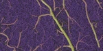 Vascular Vectorization