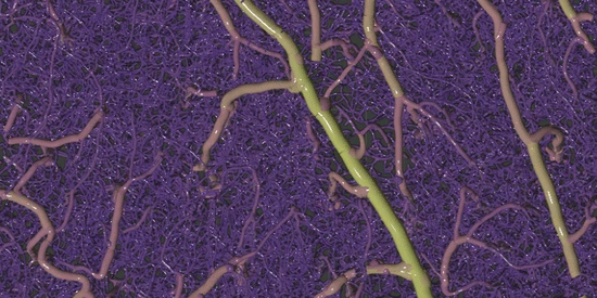 Vascular Vectorization