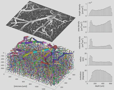 **Microvasculature statistics:** Three-dimensional rendering of vectorized geometry and resulting depth-resolved anatomical statistics calculated from strand objects ([Mihelic, 2015](/publication/mihelic-2021)).